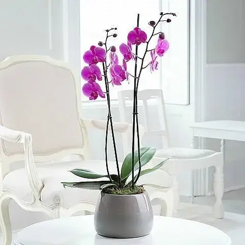 Εντυπωσιακή ορχιδέα σε κομψή γλάστρα, ιδανική για διακόσμηση με διαχρονική ομορφιά.