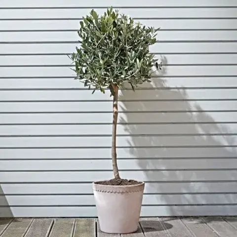 Εντυπωσιακό δέντρο ελιάς σε κεραμικό κασπό, ιδανικό για δώρο με διαχρονική αξία και ομορφιά.